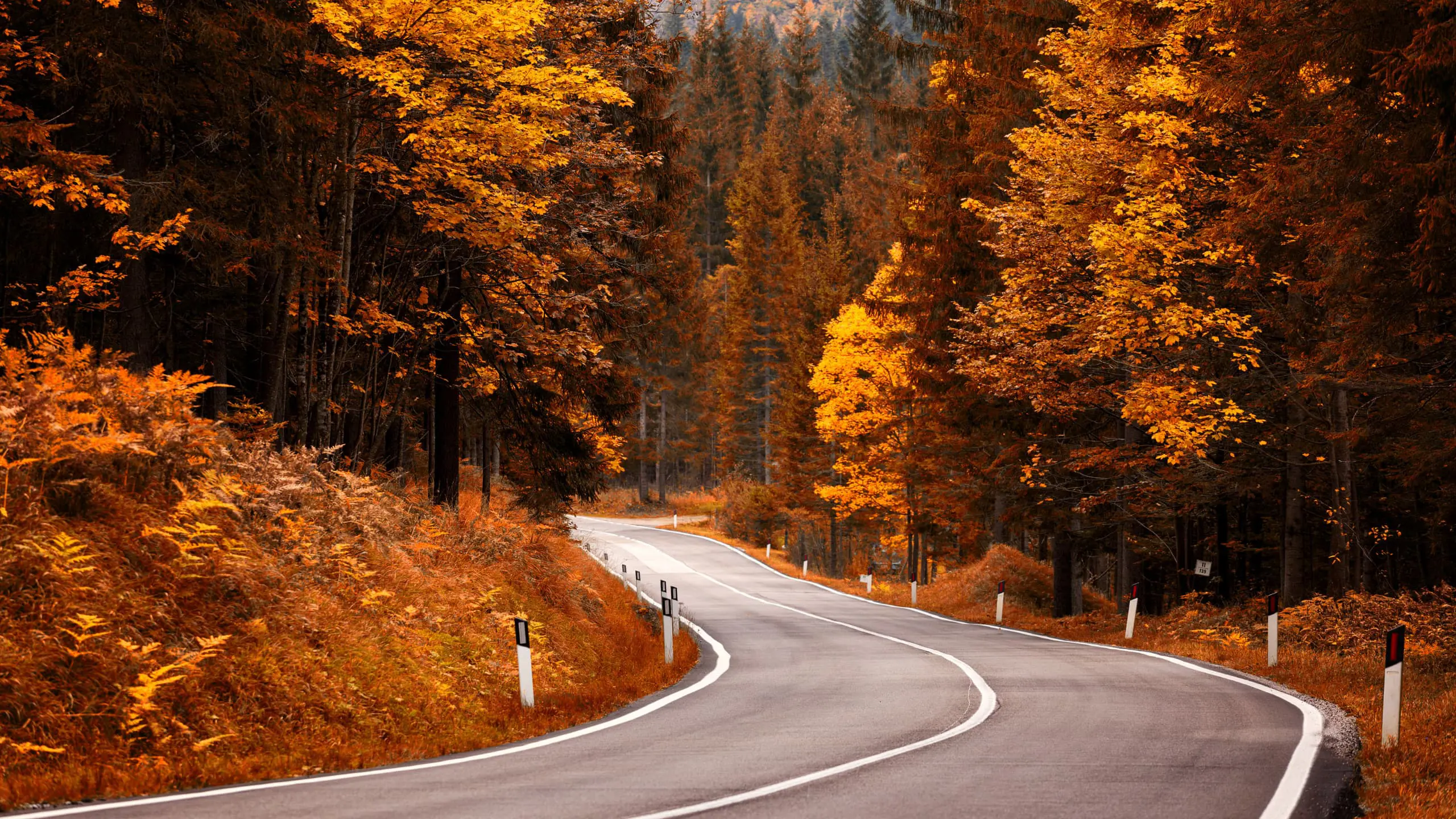 autumn autumn